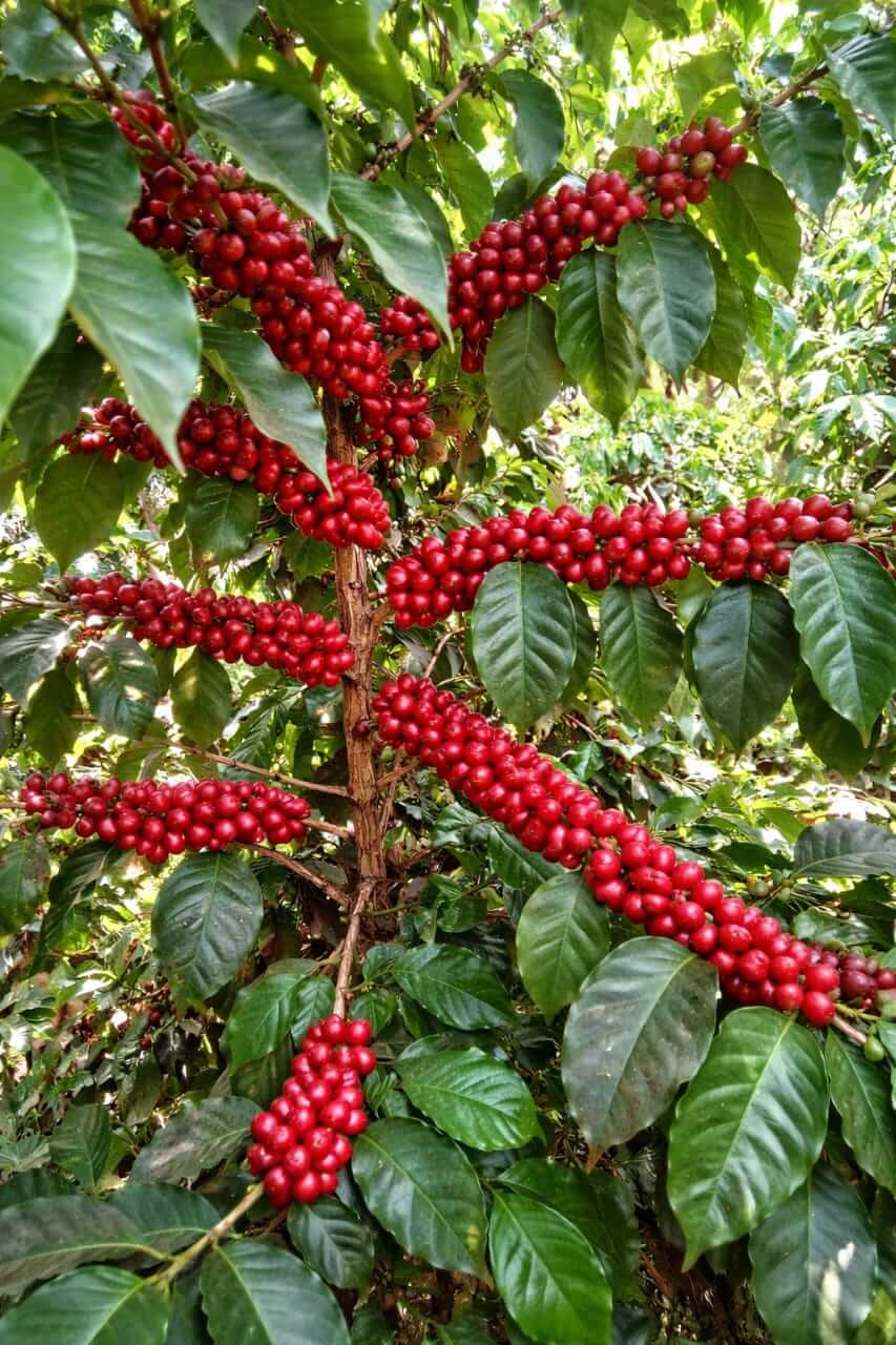 Premium Coffee Beans